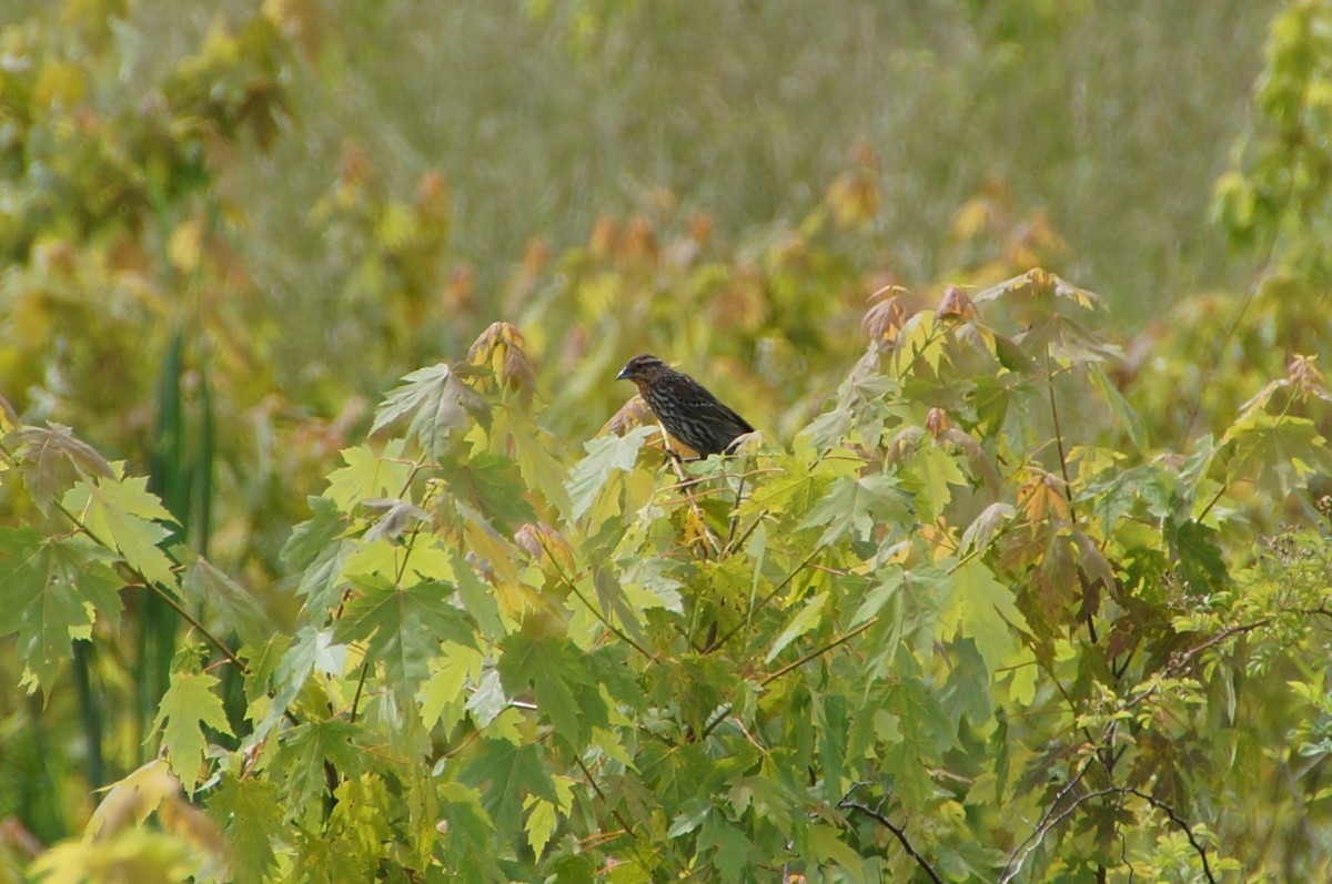 Red-winged Blackbird - ML345124071