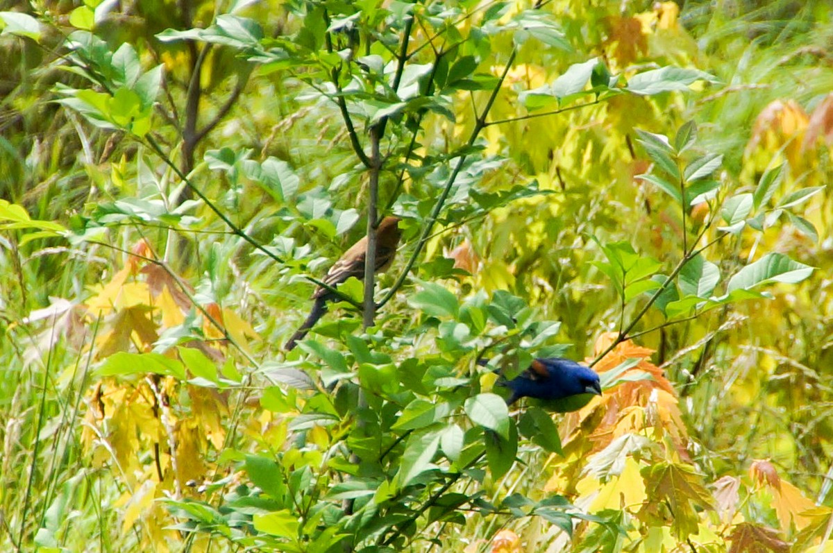 Blue Grosbeak - ML345124281