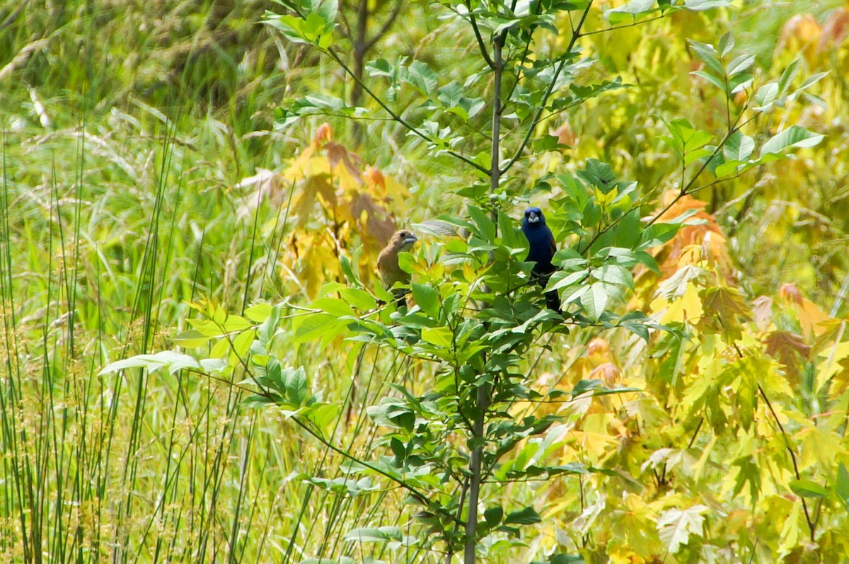 Blue Grosbeak - ML345124291