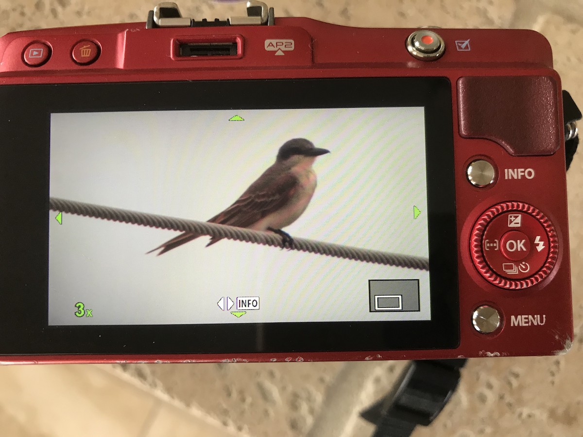 Gray Kingbird - ML345124961