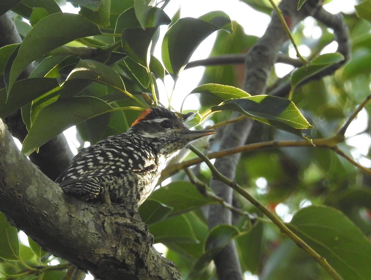 Checkered Woodpecker - ML34512501