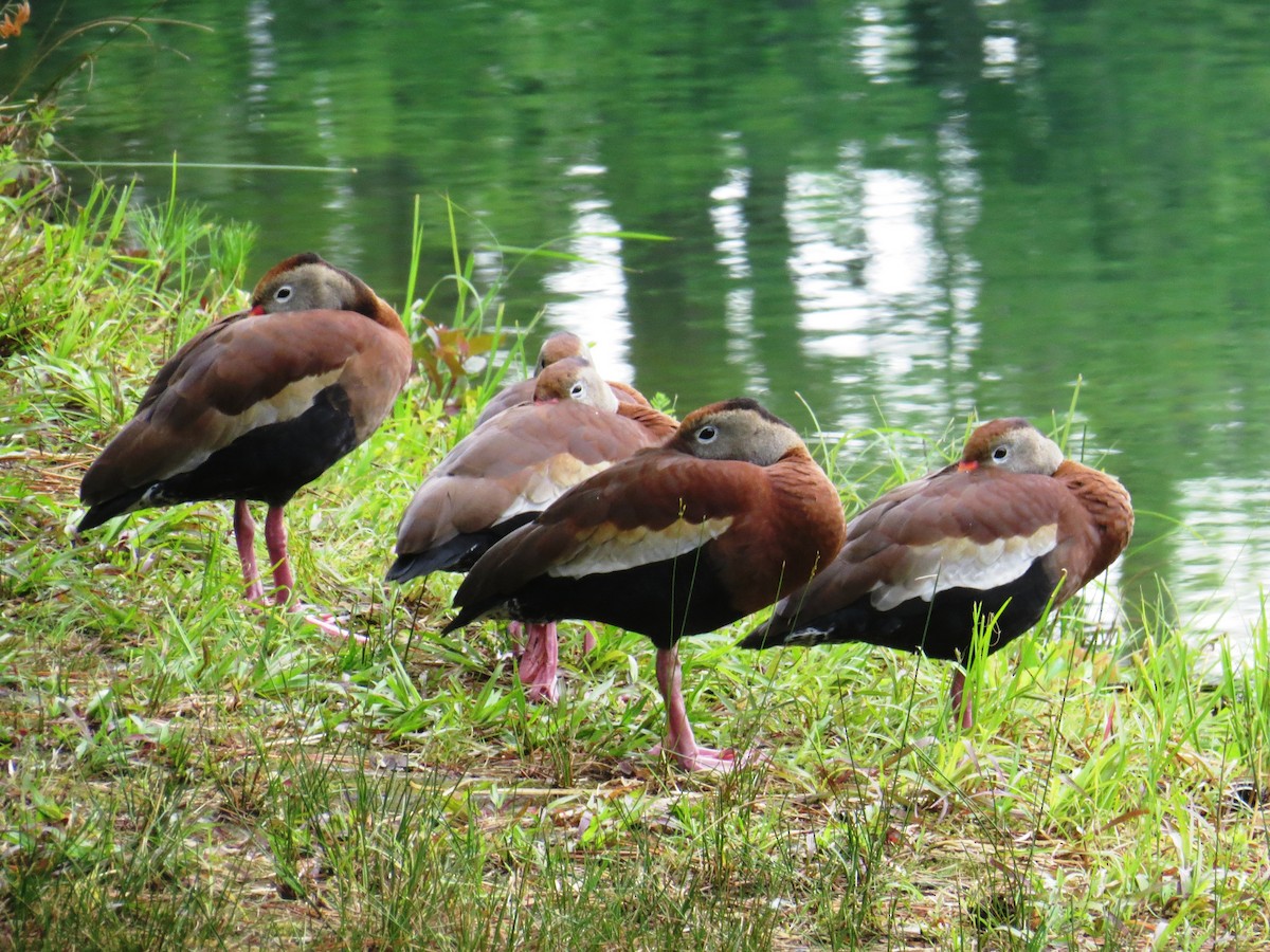 Black-bellied Whistling-Duck - WS Barbour