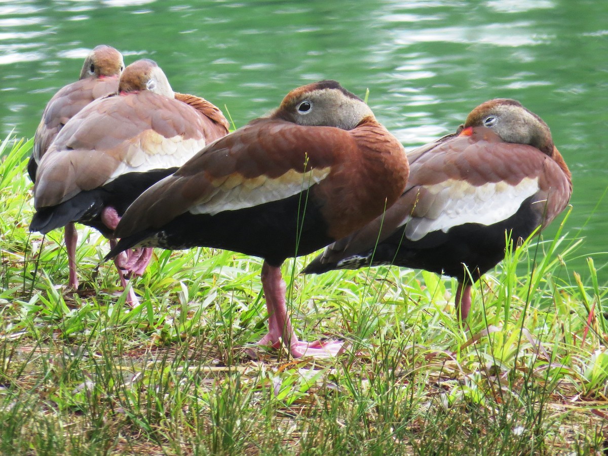 Black-bellied Whistling-Duck - WS Barbour