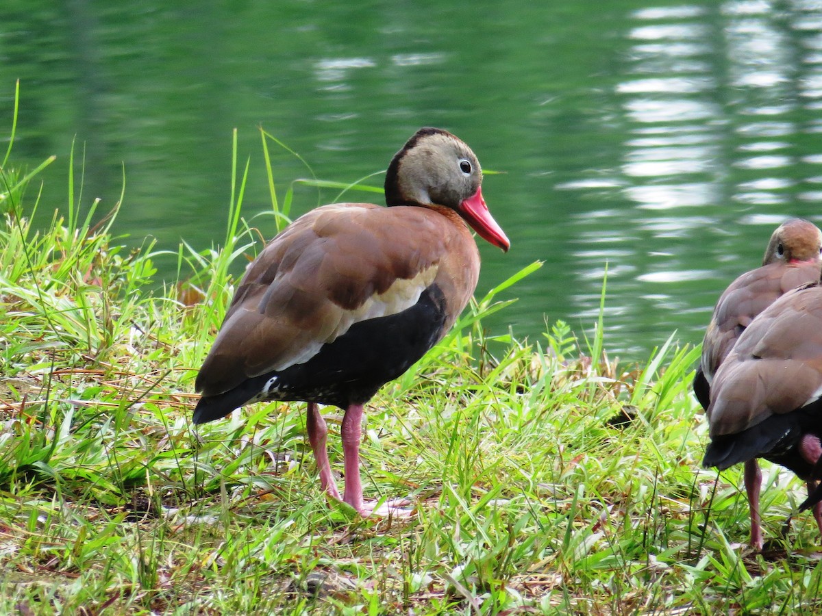 Black-bellied Whistling-Duck - WS Barbour