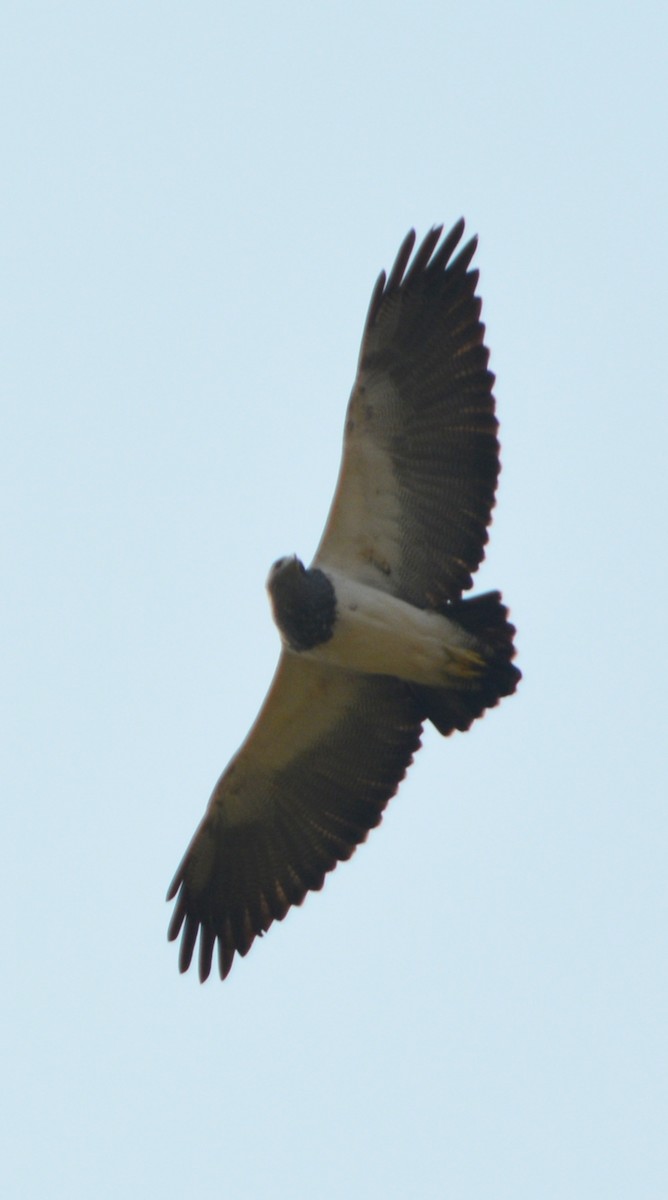 Black-chested Buzzard-Eagle - ML34512681