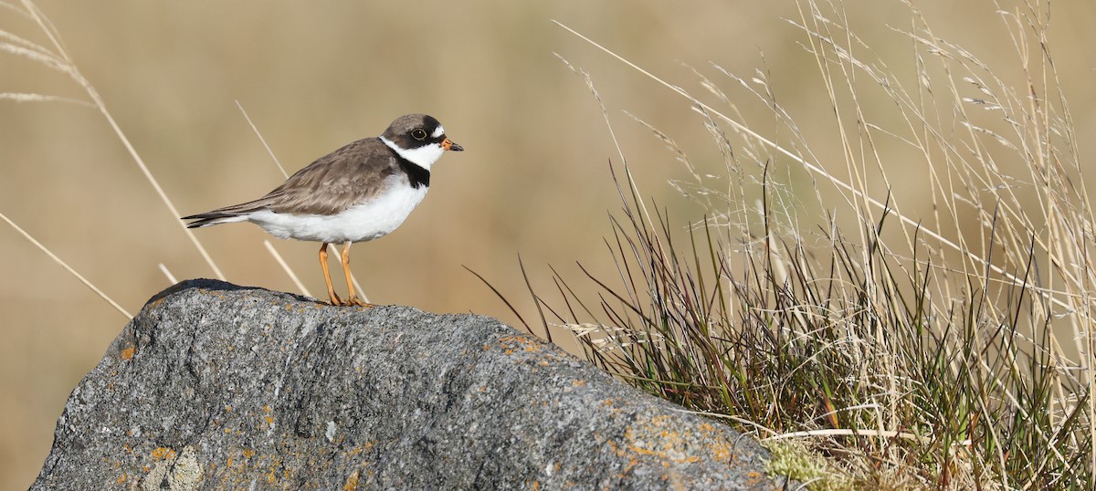 Semipalmated Plover - ML345128611