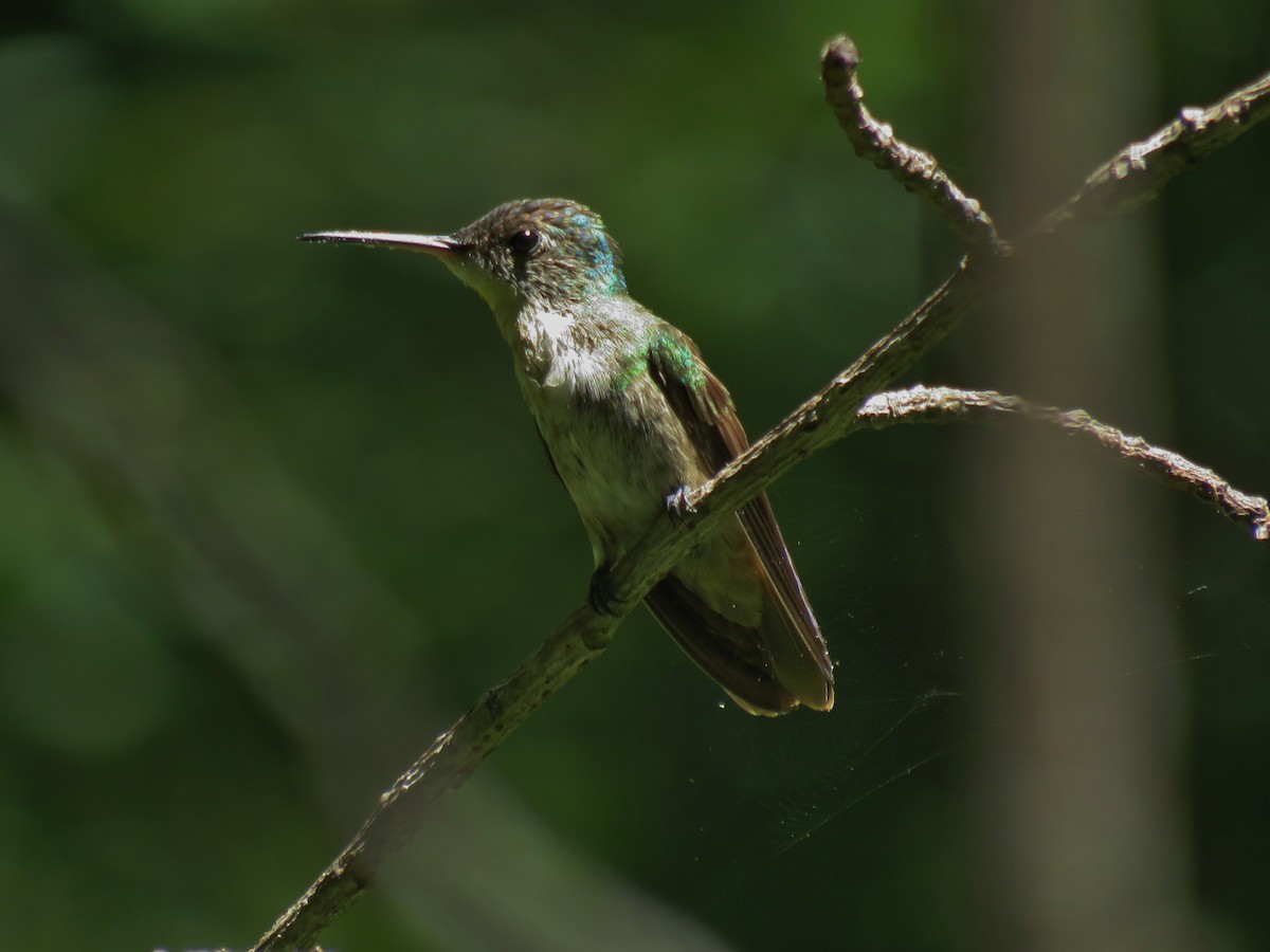 Azure-crowned Hummingbird - Melvin Bonilla