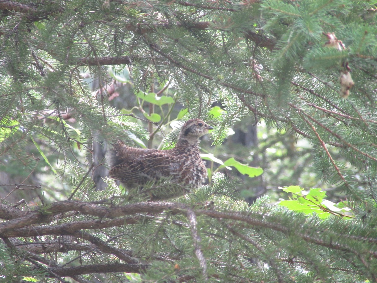 Spruce Grouse - ML345133181