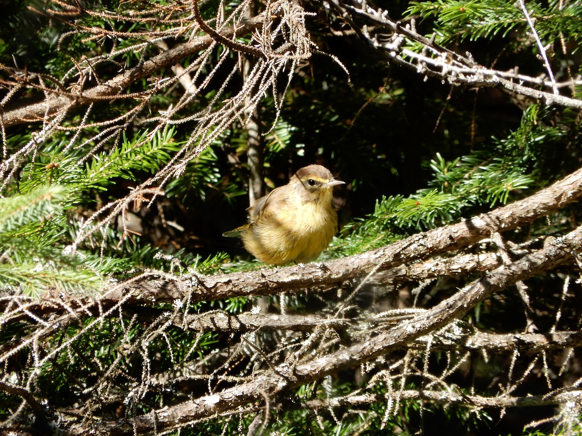 Palm Warbler - ML345133301