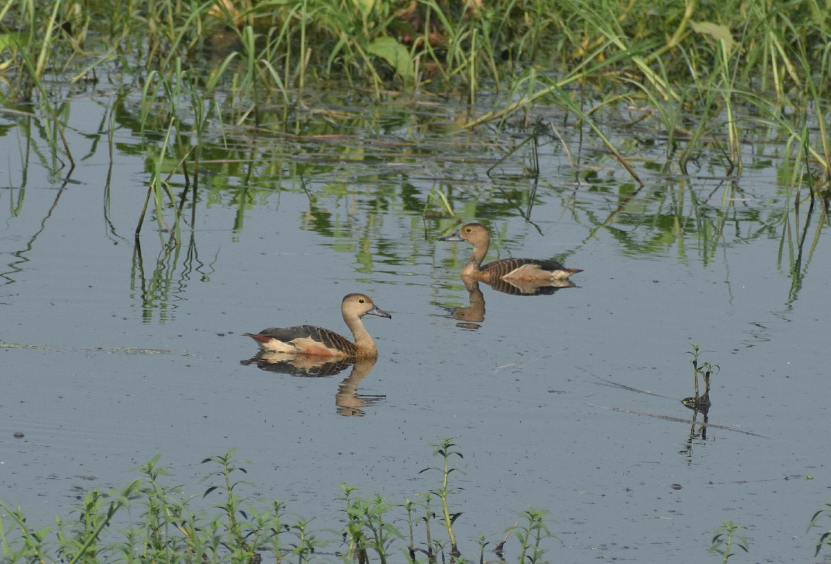 Lesser Whistling-Duck - ML345137861