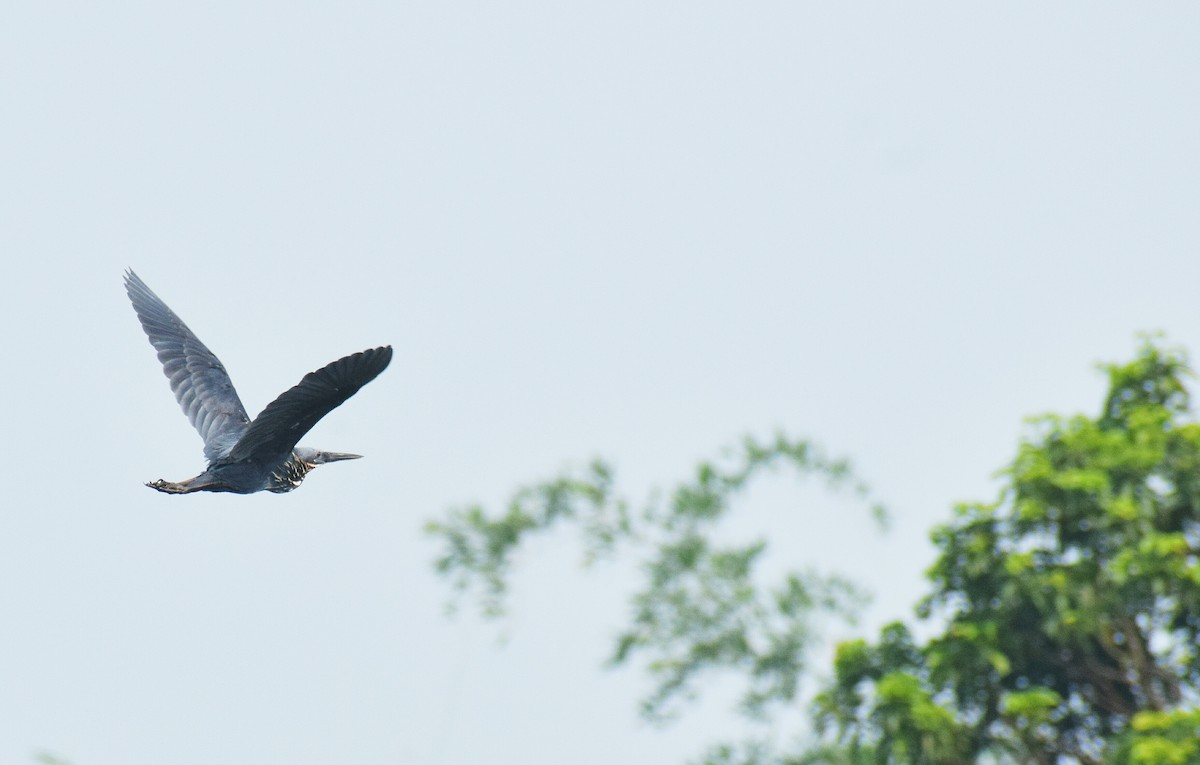 Black Bittern - ML345138011