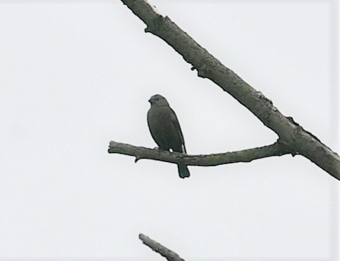 Brown-headed Cowbird - ML345142951