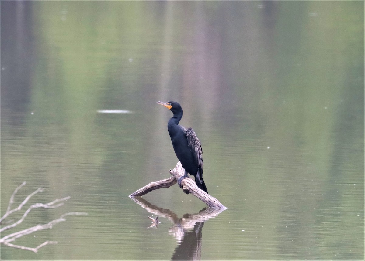 Double-crested Cormorant - ML345143801