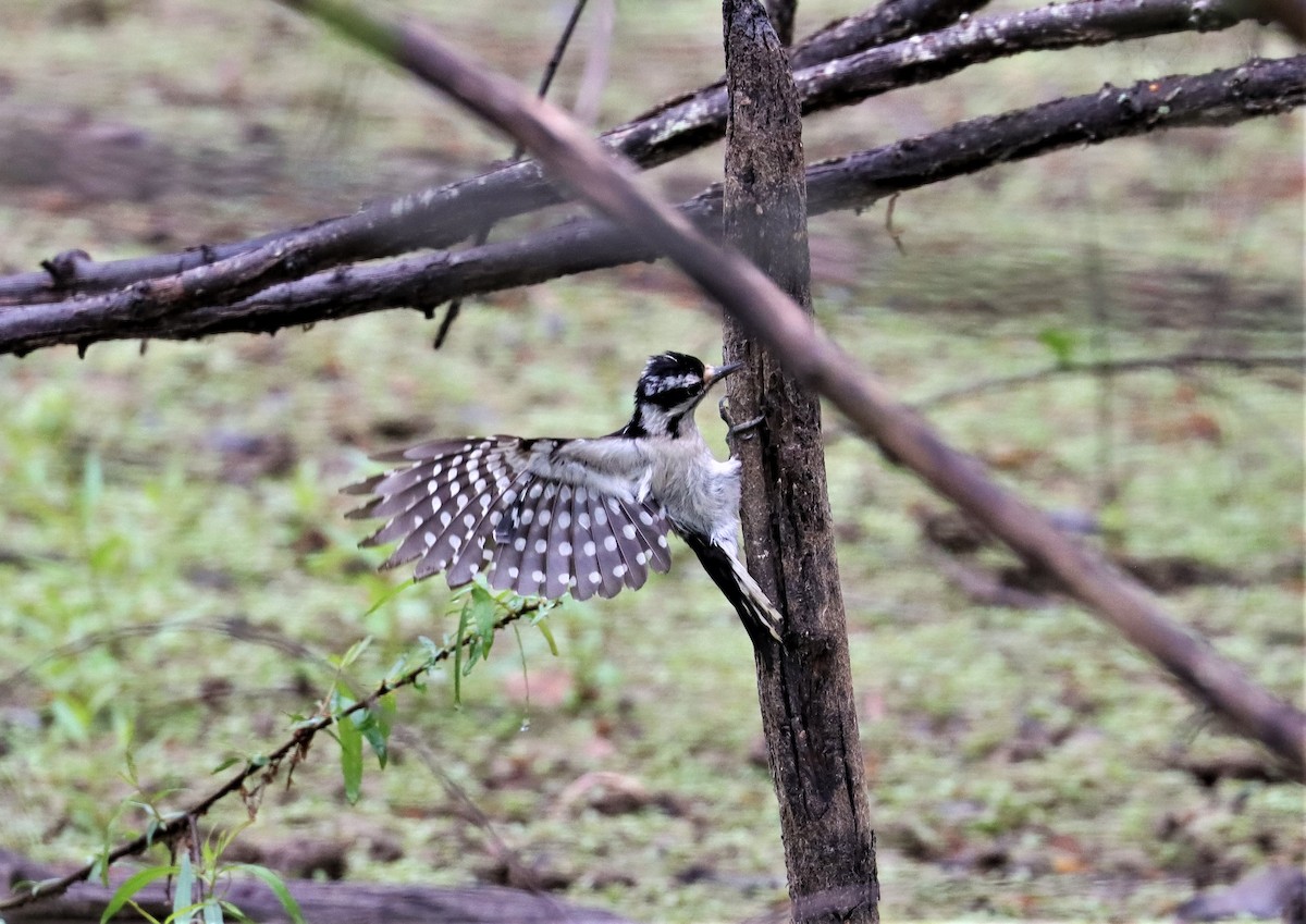 Downy Woodpecker - ML345143961