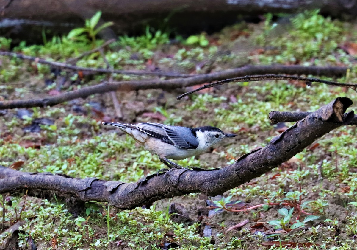 White-breasted Nuthatch - ML345144331