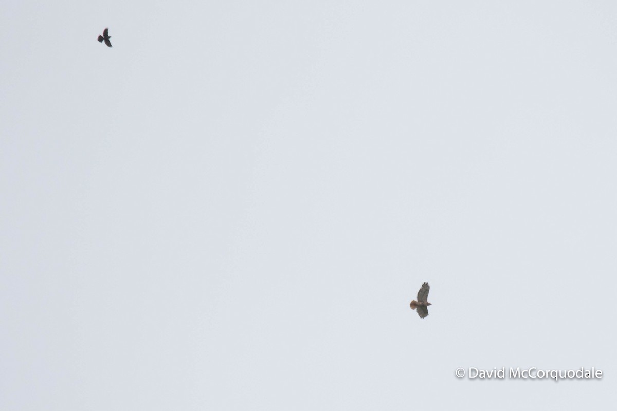 Red-tailed Hawk - ML345145831