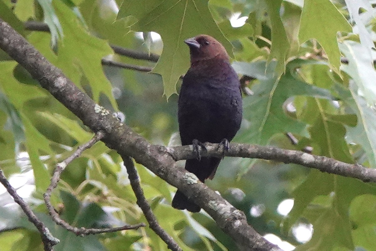 Brown-headed Cowbird - ML345146241