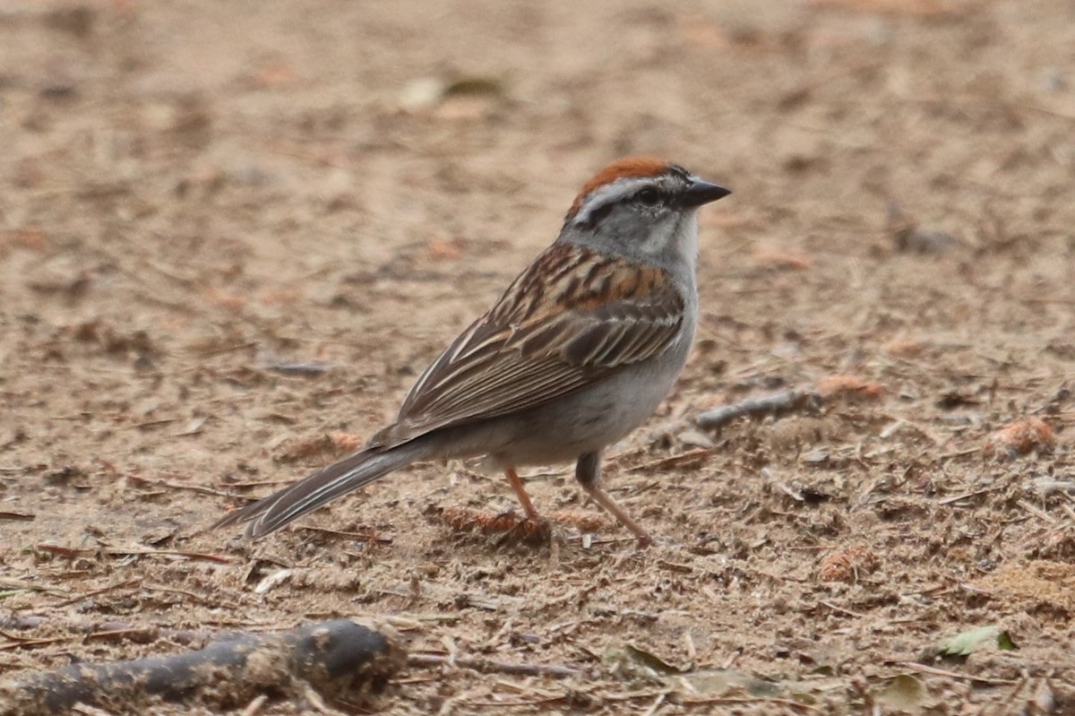 Chipping Sparrow - Charles (PAT) Dollard