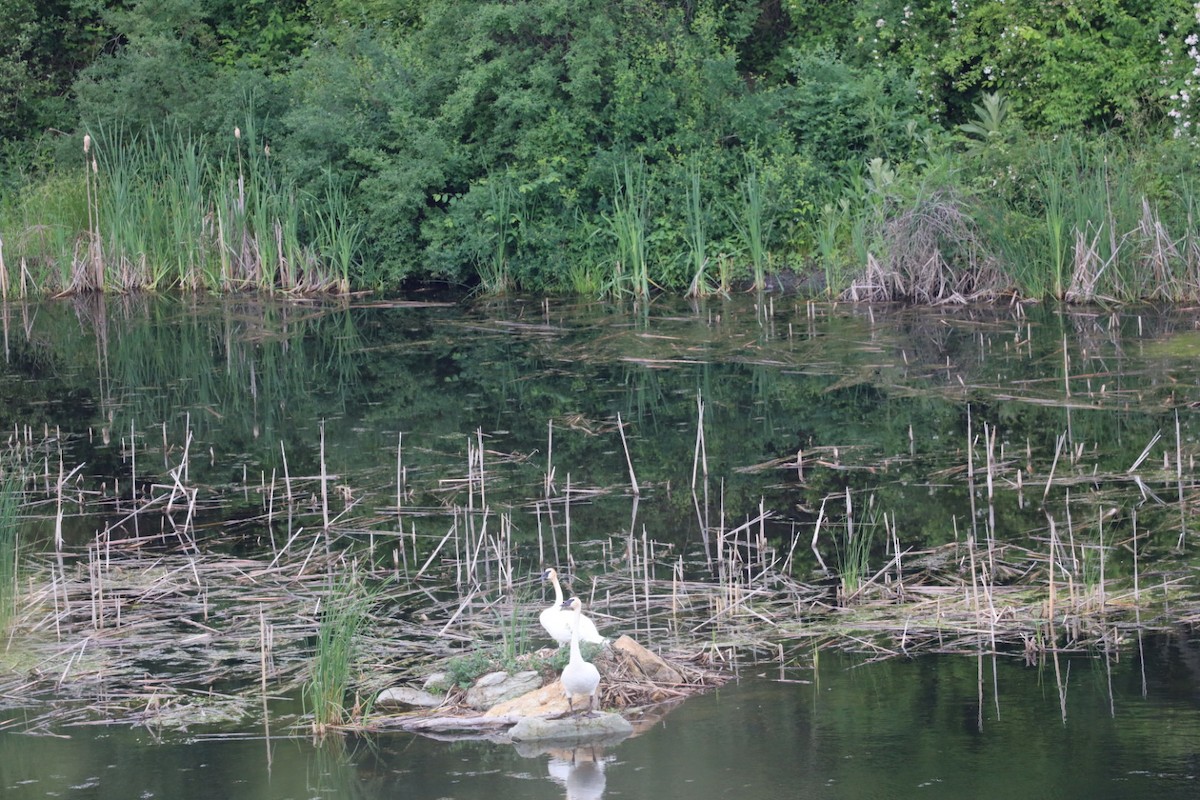 Trumpeter Swan - ML345149611