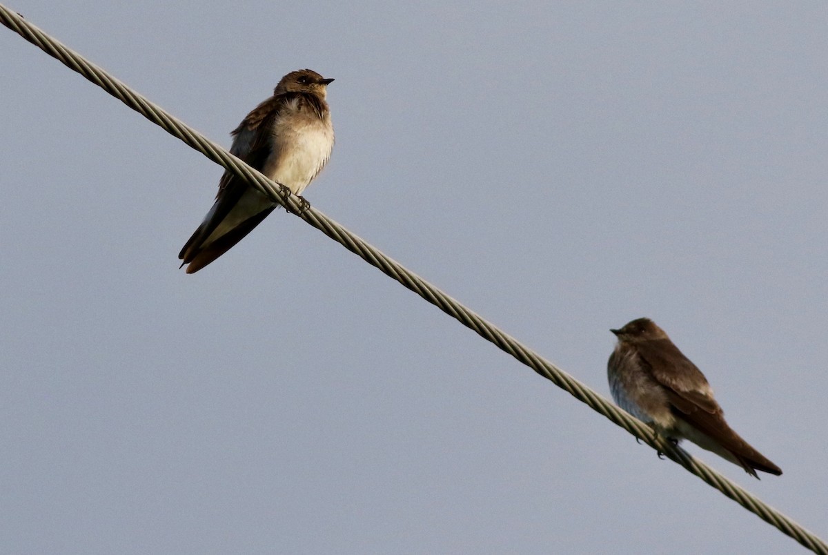 Northern Rough-winged Swallow - Alan Burger