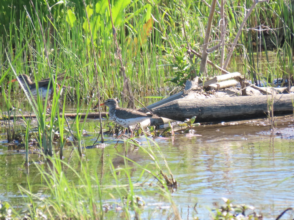 Spotted Sandpiper - ML345151661
