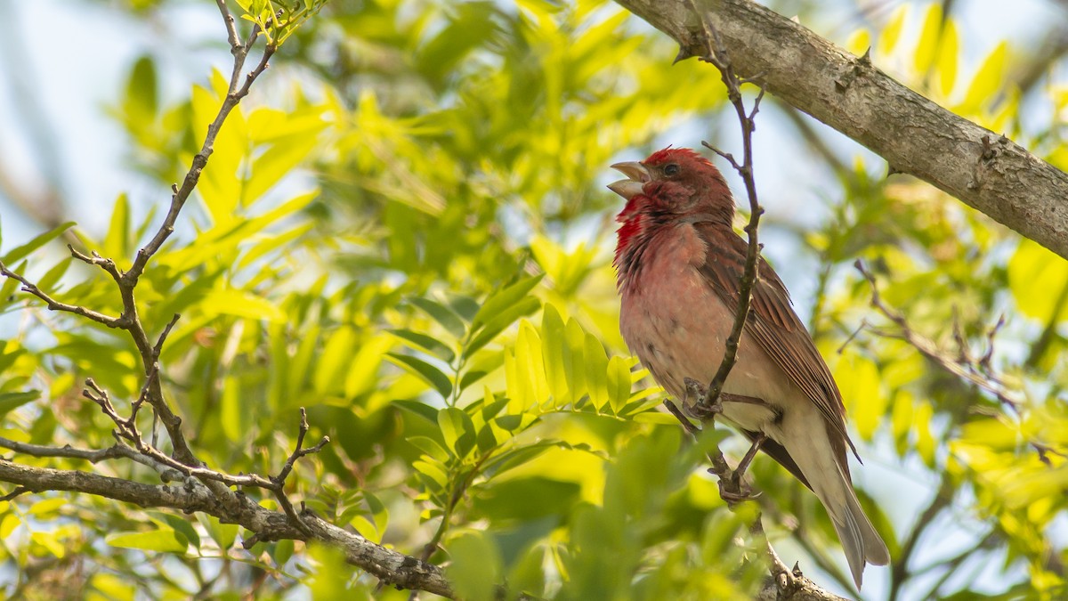 Common Rosefinch - ML345153861