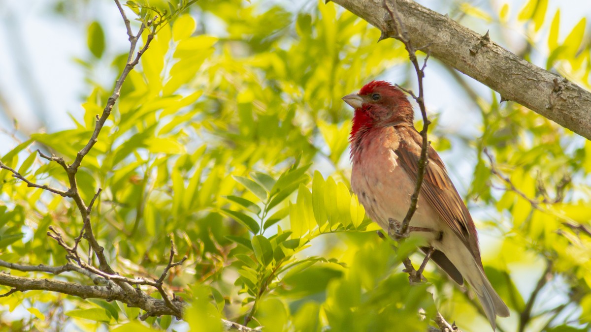 Common Rosefinch - ML345153911