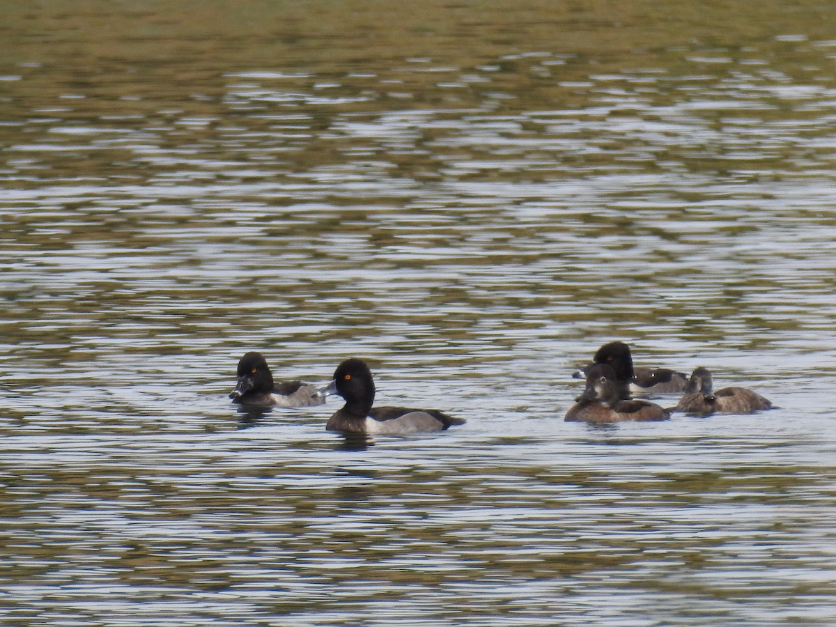 Ring-necked Duck - ML34515431