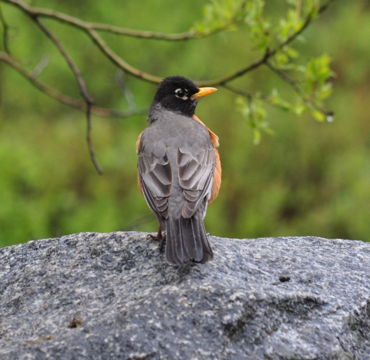 American Robin - ML345155811