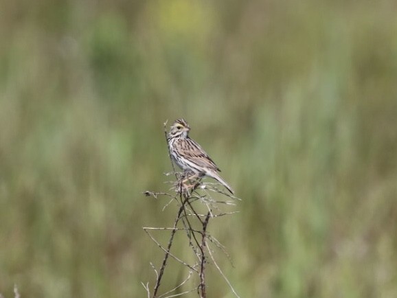 Savannah Sparrow - ML345157341