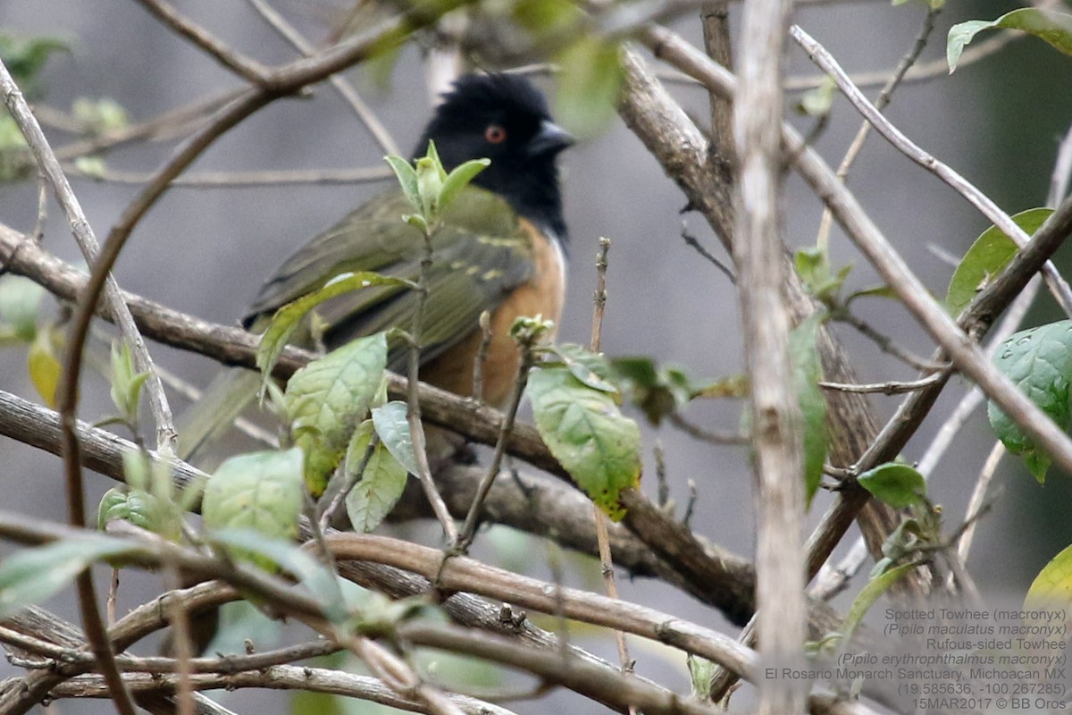 Spotted Towhee (Olive-backed) - BB Oros