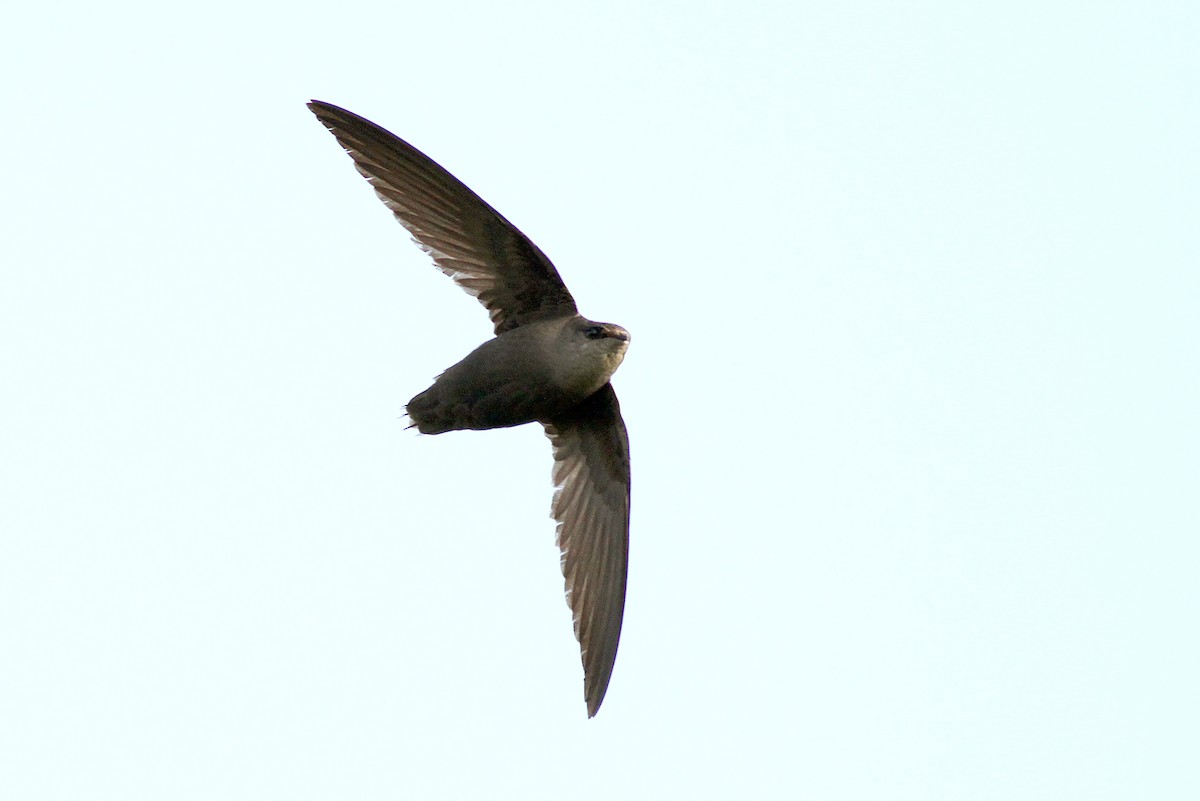 Chimney Swift - Jeremiah Trimble