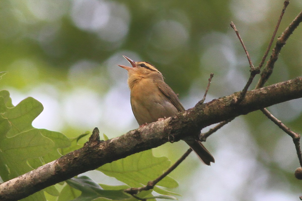 Worm-eating Warbler - ML345159721