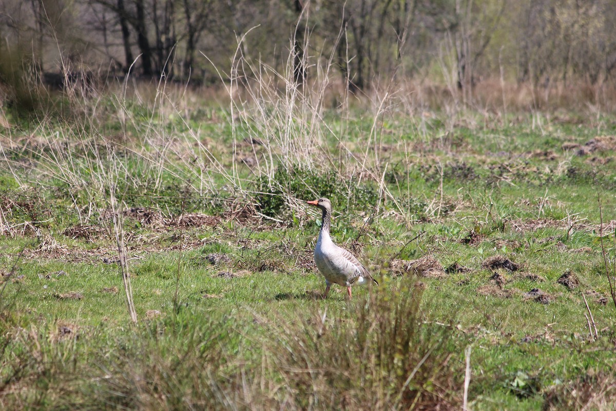 Graylag Goose (European) - ML345159911