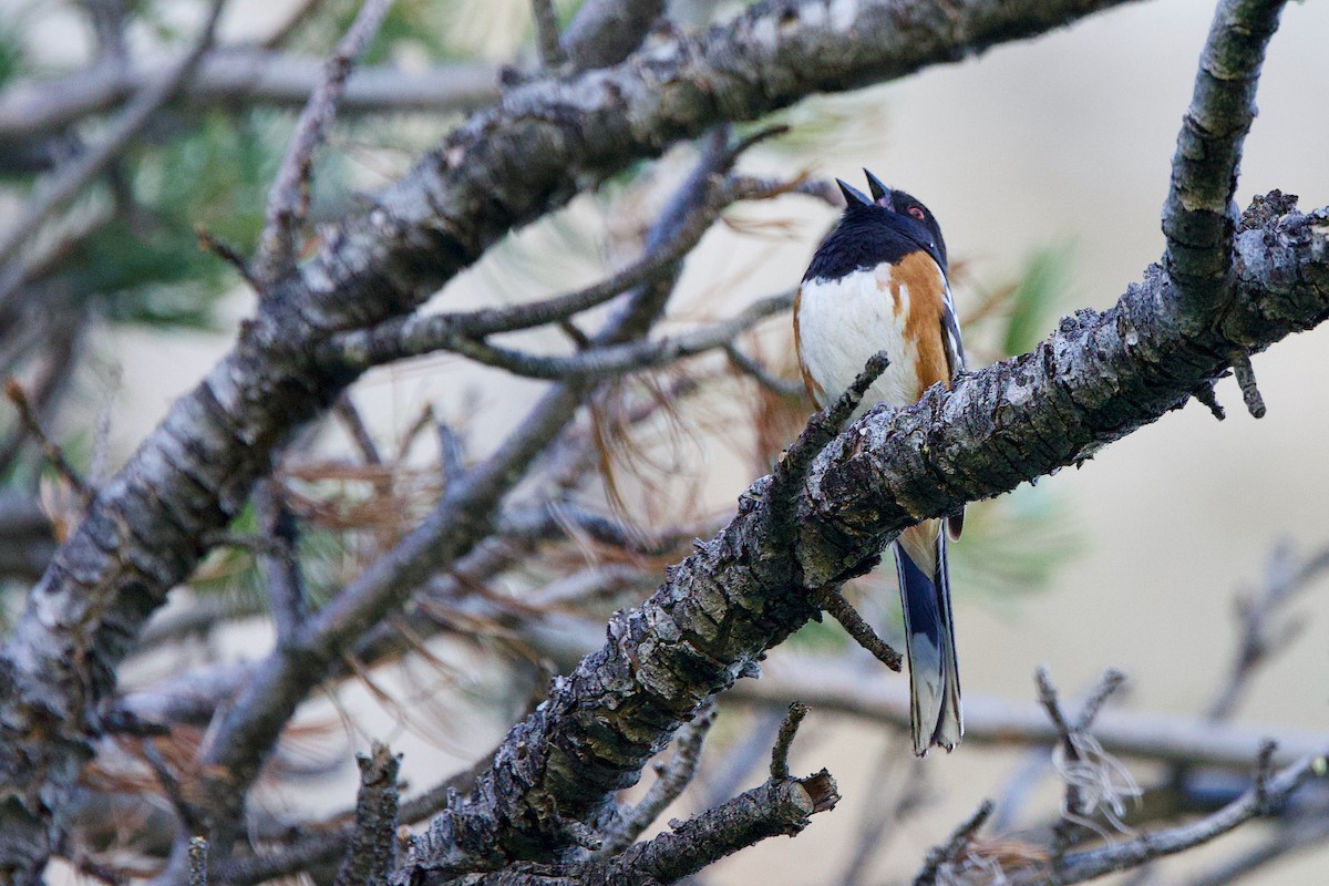 Spotted Towhee - ML345160011