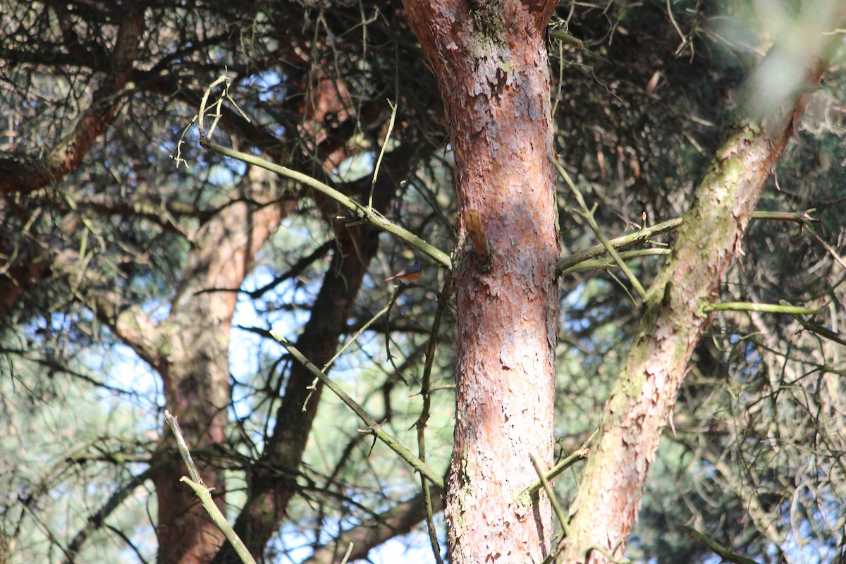 Eurasian Nuthatch - ML345160241