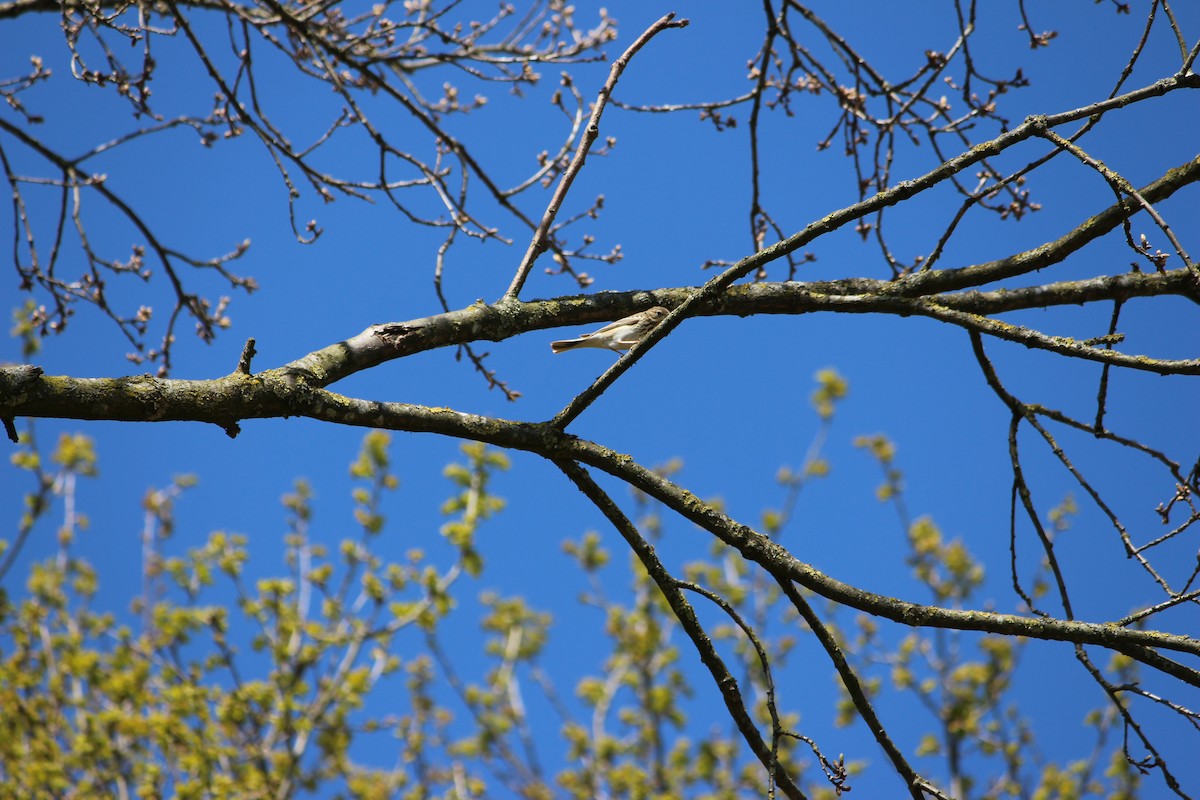 Tree Pipit - Jan Ripmeester