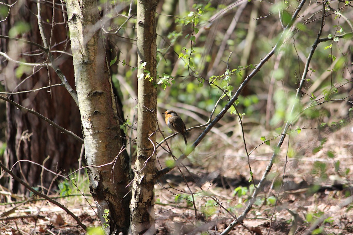 European Robin - ML345160861