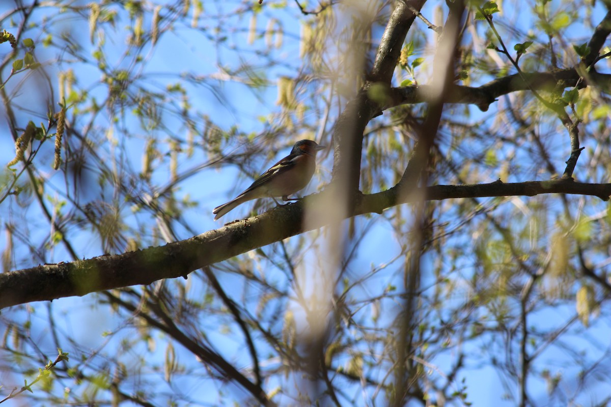 Common Chaffinch - ML345161381