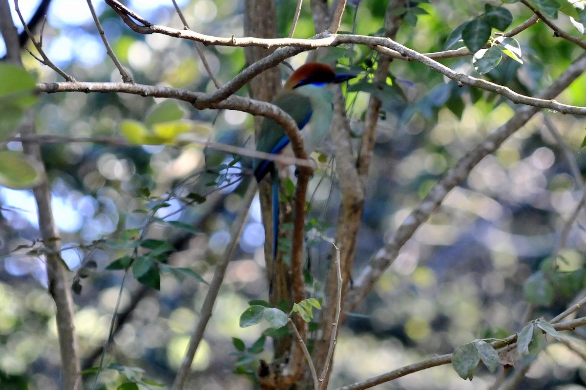 Russet-crowned Motmot - John Doty