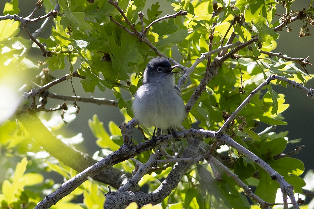 Blue-gray Gnatcatcher - ML345163821