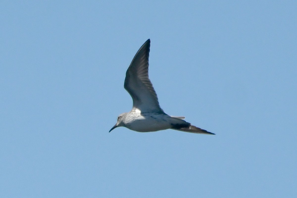 White-rumped Sandpiper - Ryan Merrill