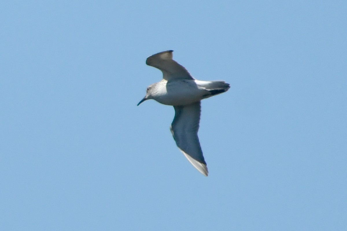 White-rumped Sandpiper - Ryan Merrill