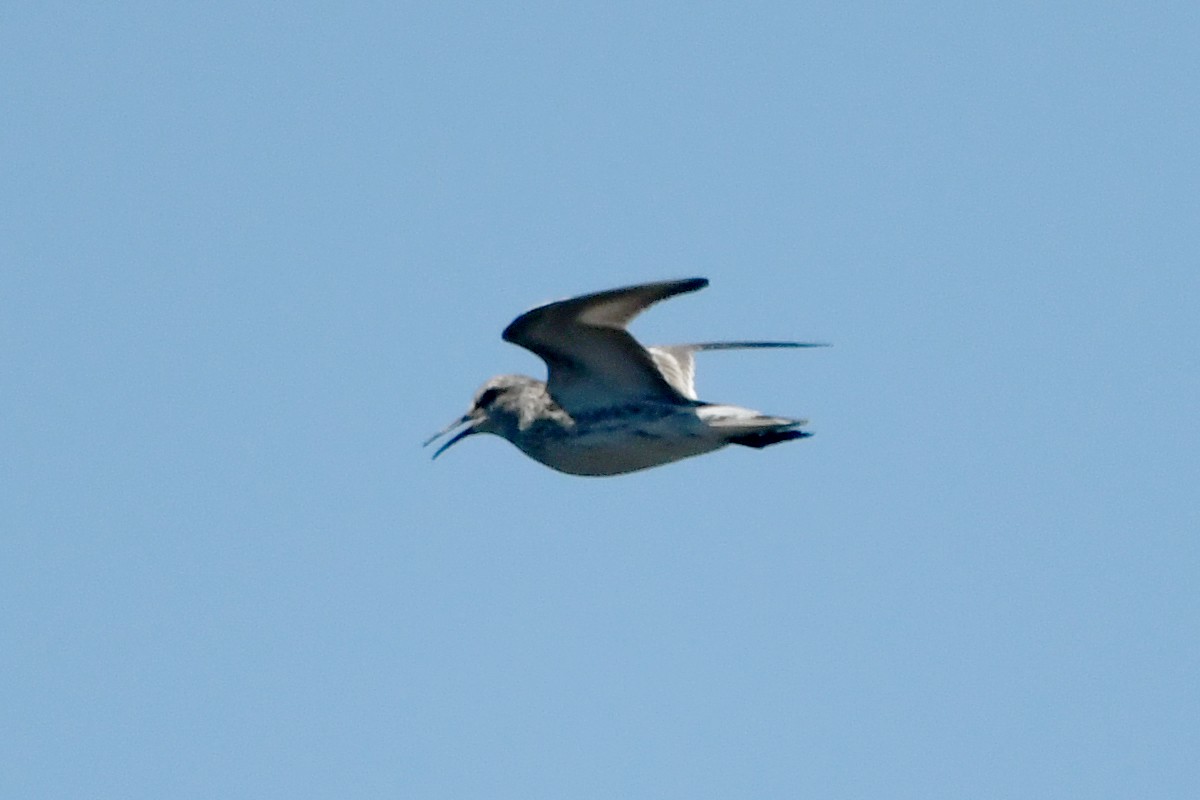 White-rumped Sandpiper - Ryan Merrill