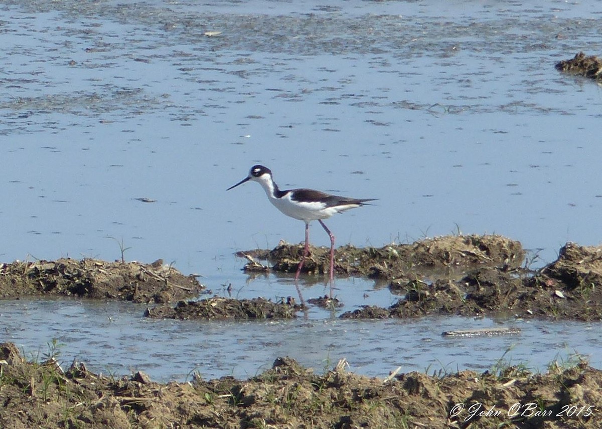 Black-necked Stilt - John O'Barr