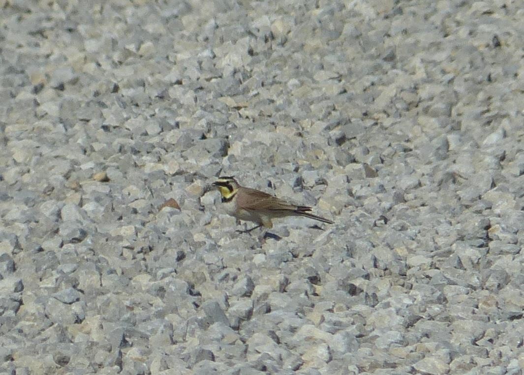 Horned Lark - ML34516621