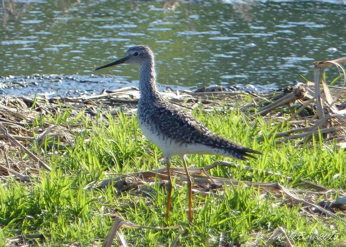 Greater Yellowlegs - ML34516691