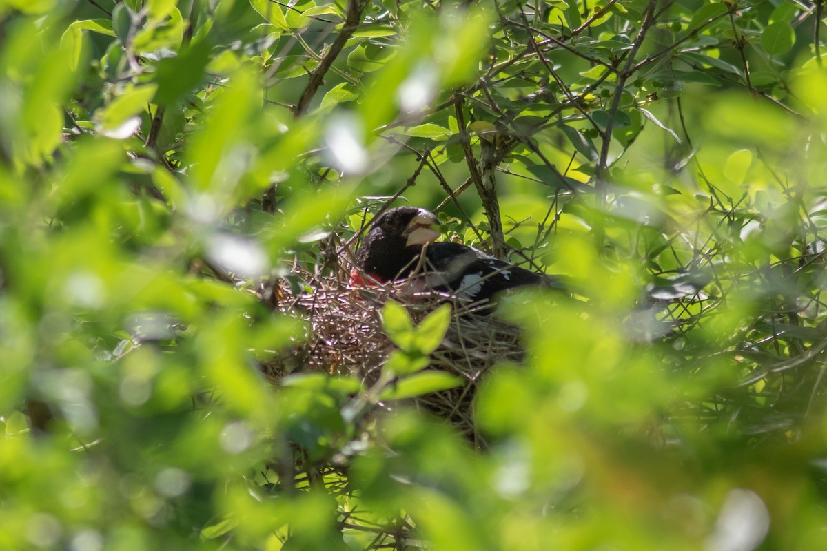 Rose-breasted Grosbeak - ML345168731