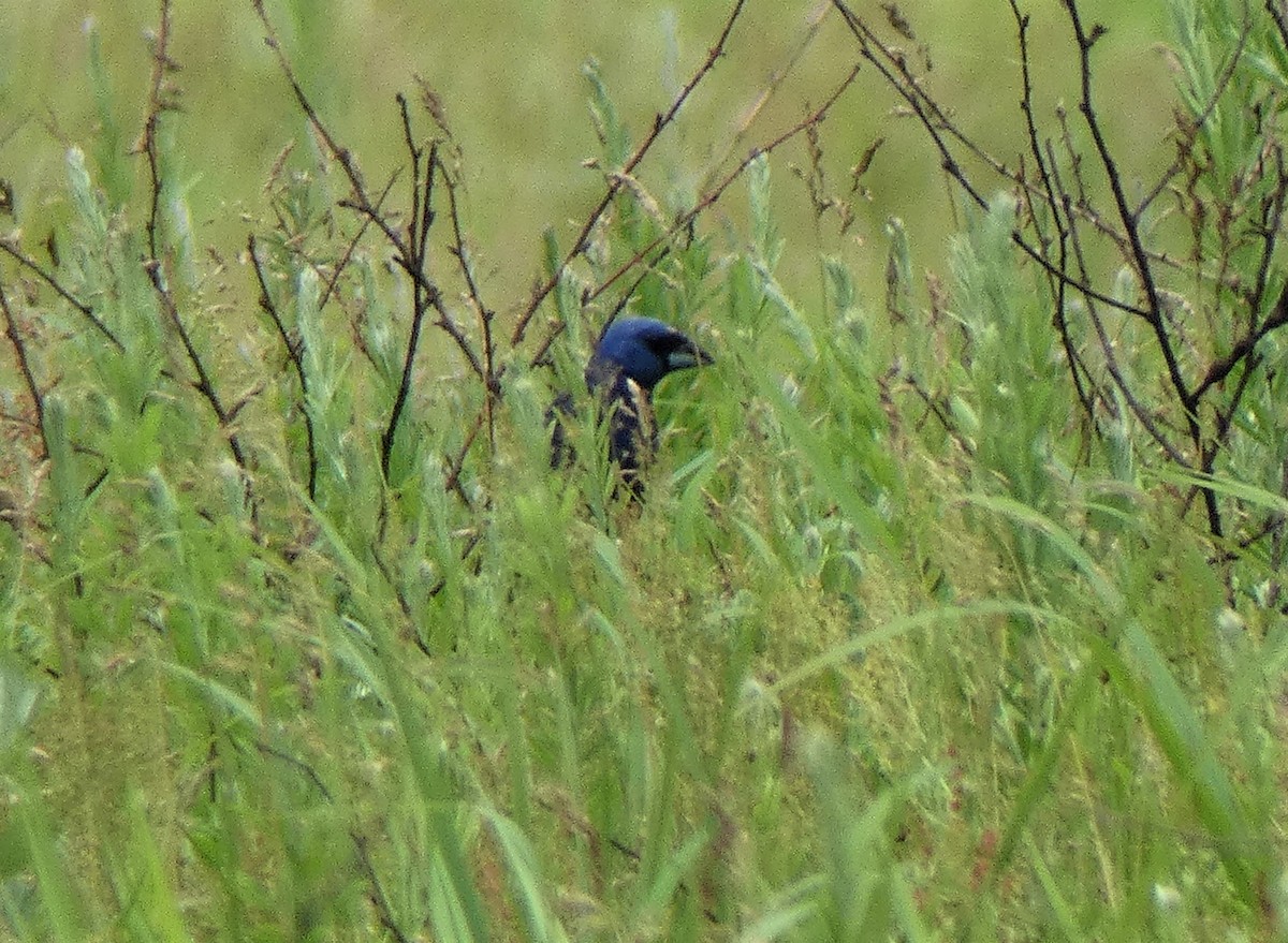 Blue Grosbeak - ML345169141