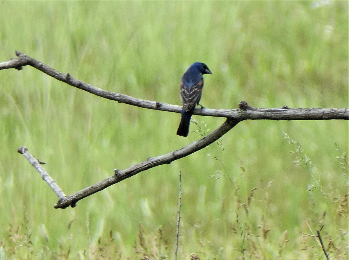 Blue Grosbeak - Richard  Zielinski